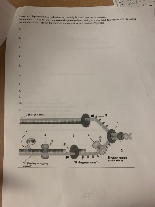 Solved 53) Below is a diagram of DNA replication as | Chegg.com