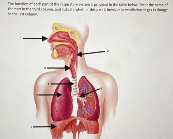 Solved The function of each part of the respiratory system | Chegg.com