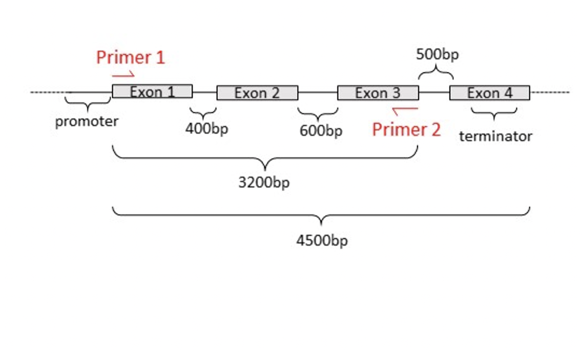Single Specific Primer-Polymerase Chain Reaction (SSP-PCR) and Genome  Walking