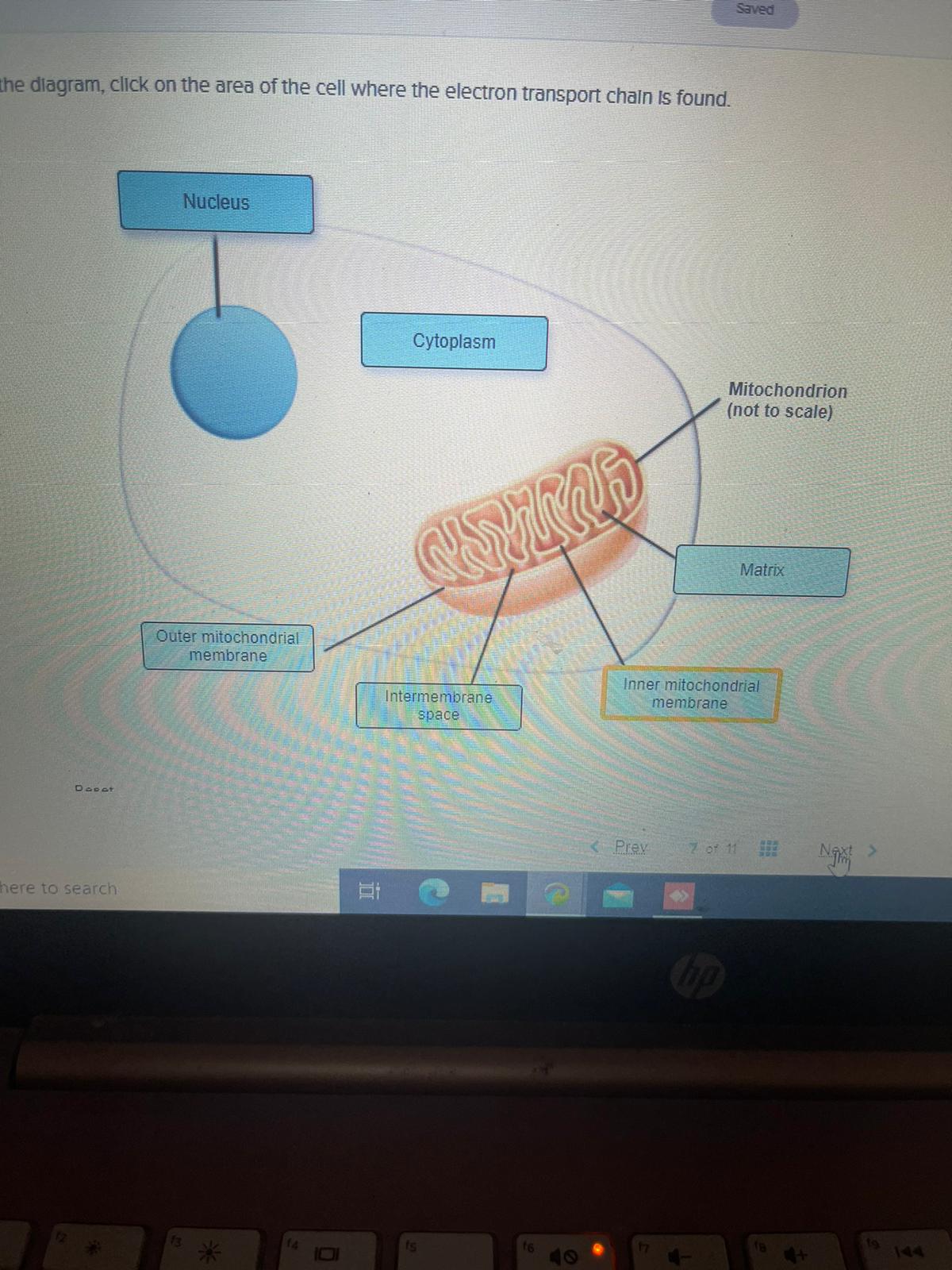 Solved Saved Place the molecules in the appropriate pathways | Chegg.com