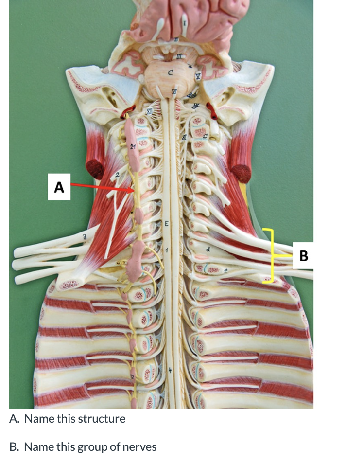 Solved A. Name this structure B. Name this group of nerves | Chegg.com