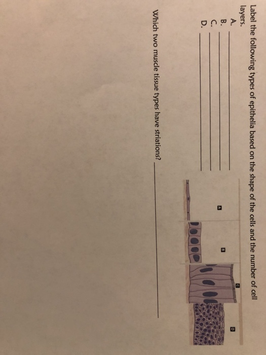 Solved Name Date Lab Section Match each term with its | Chegg.com