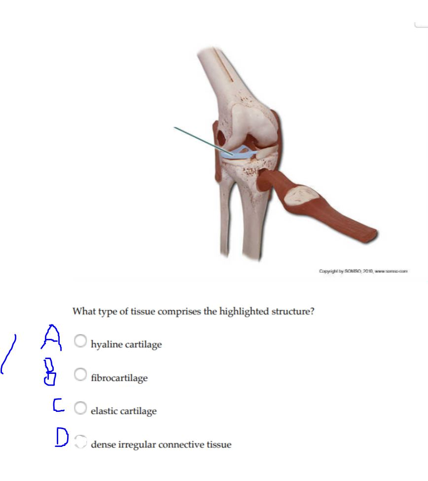 connective tissue cartilage fibrocartilage