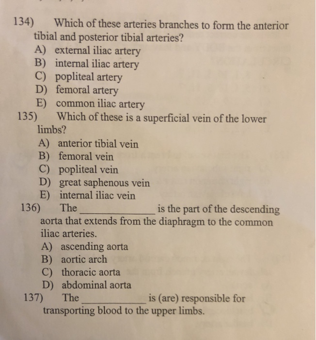 Solved 134) Which of these arteries branches to form the | Chegg.com