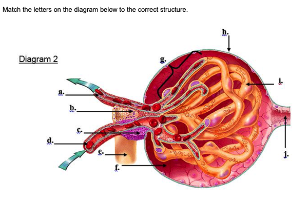 Solved Match the letters on the diagram below to the correct | Chegg.com