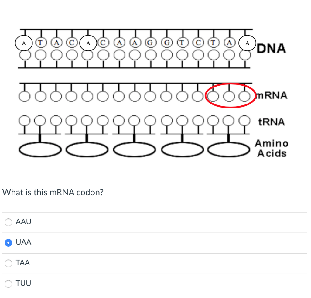 Solved A T A DNA DNA mRNA TRNA 54 Amino Acids What is this | Chegg.com