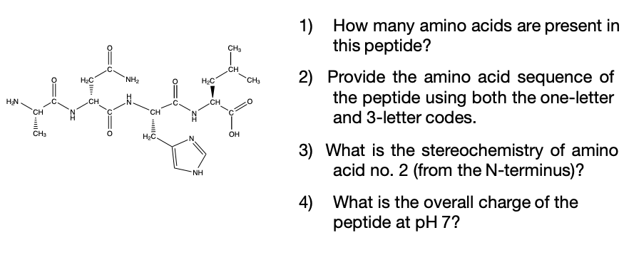 Solved CH CH 1) How many amino acids are present in this | Chegg.com