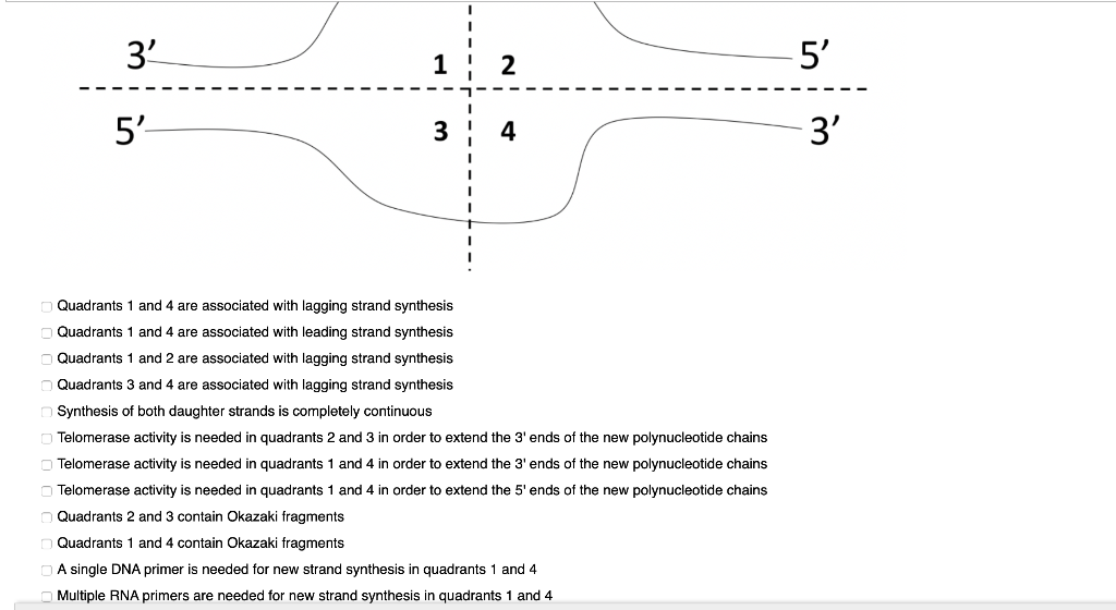 Solved The following diagram represents a replication bubble | Chegg.com