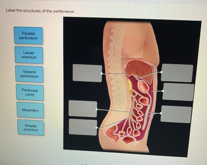 Correctly Label The Following Parts Of The Adrenal Gland