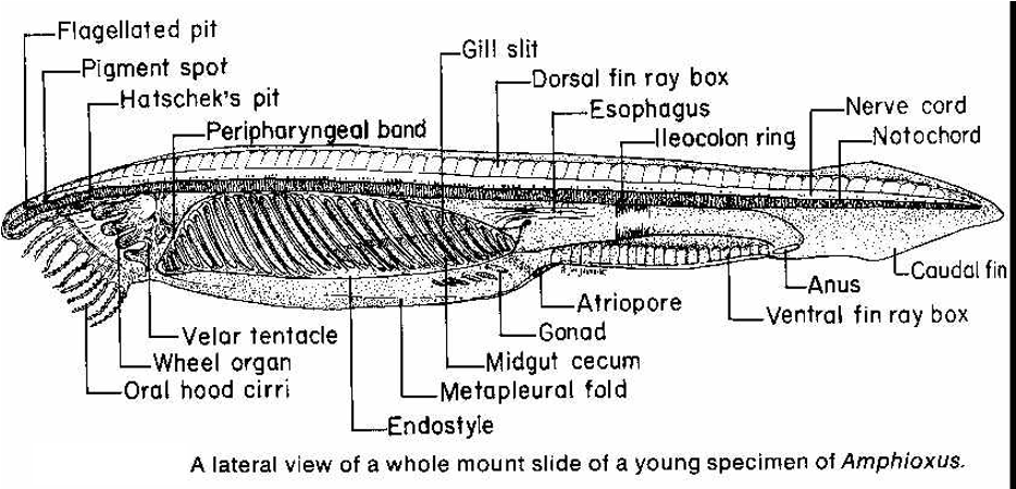 Solved Use the microscope, Figure 1.2, and the reading to | Chegg.com