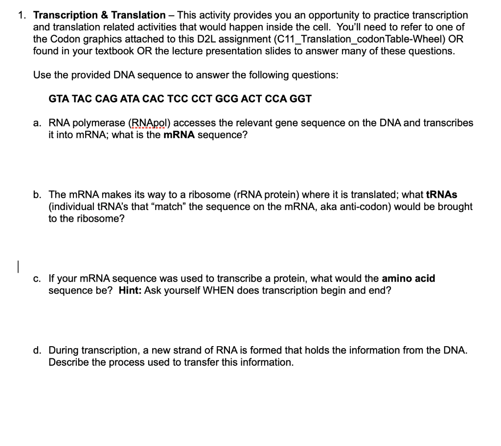 Solved Transcription \& Translation - This activity provides | Chegg.com