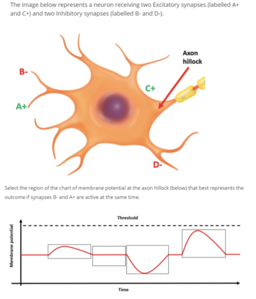 Solved The image below represents a neuron receiving two