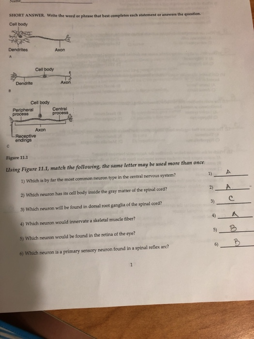 Solved SHORT ANSWER. Write the word or phrase that best Chegg