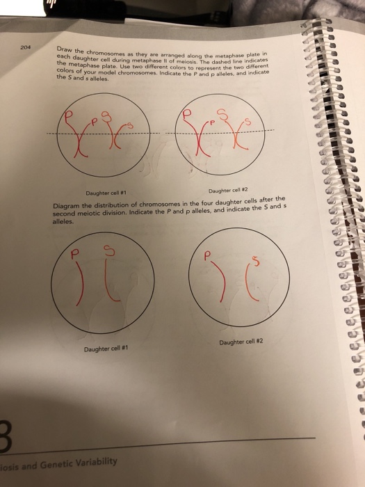 Solved 204 Draw the chromosomes as they are arranged along