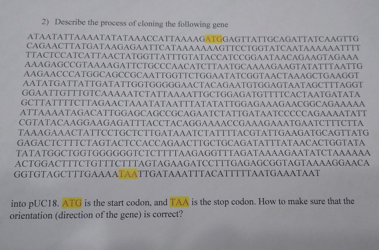 Solved 2) Describe the process of cloning the following gene | Chegg.com