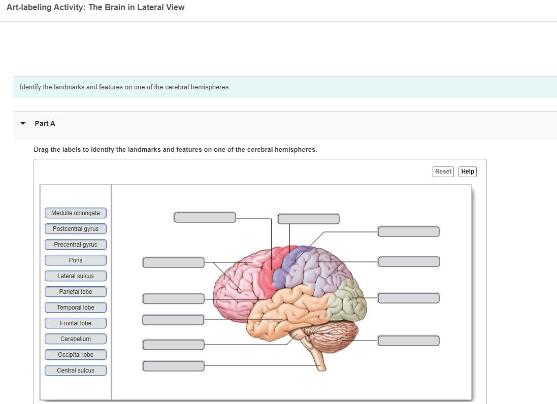 Art-labeling Activity: The Brain in Lateral View
Identify the landmarks and features on one of the cerebral hemispheres.
Part