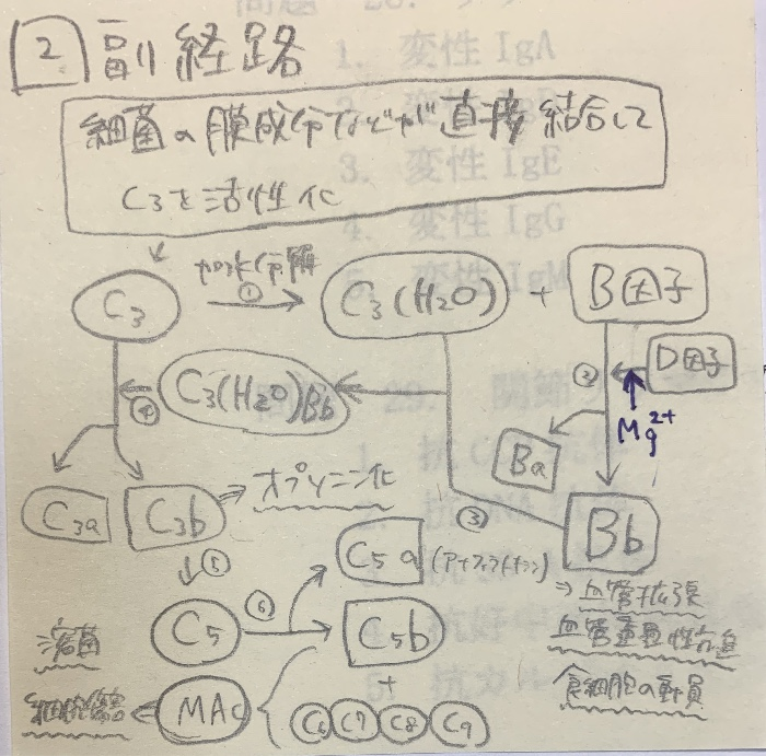 国試 免疫学 補体 Flashcards Chegg Com