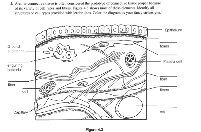 labeled areolar tissue