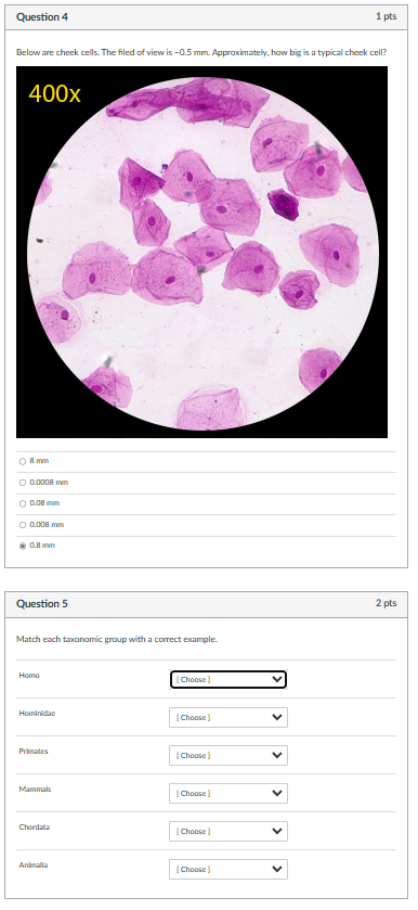 Below are cheek cells. The filed of view is \( -0.5 \mathrm{~mm} \). Appraximately, how big is a typical cheek cell?
g \( \ma