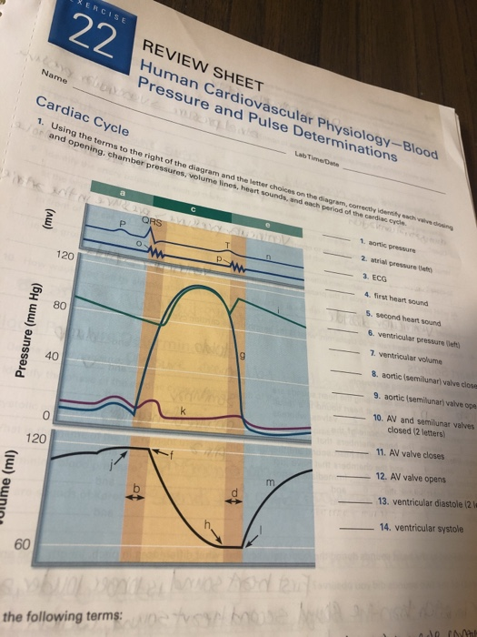 Solved ERCISE REVIEW SHEET Human Cardiovascular Pressure and | Chegg.com