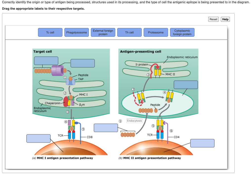 Solved Correctly identify the origin or type of antigen