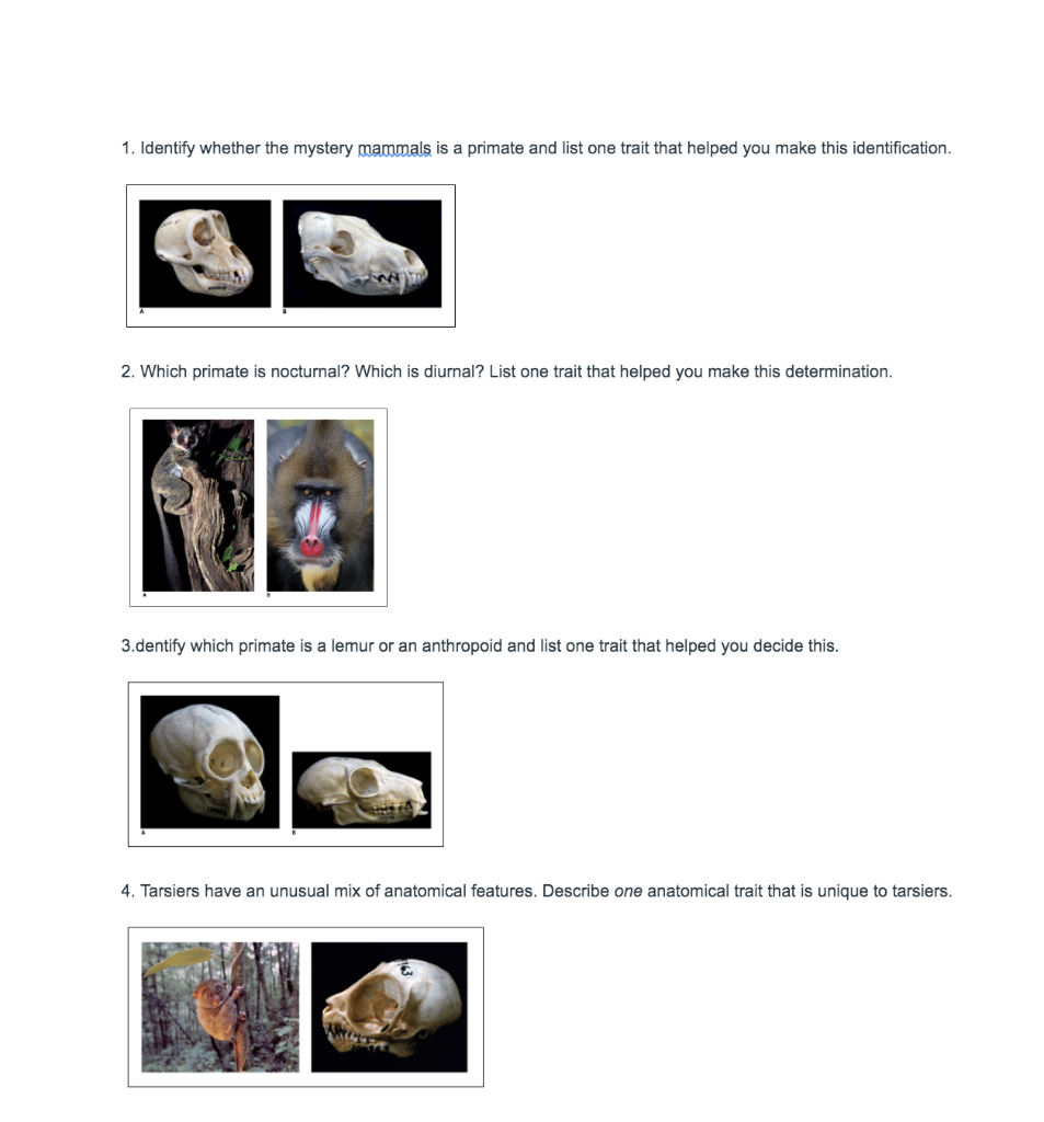 Solved 1. Identify Whether The Mystery Mammals Is A Primate | Chegg.com