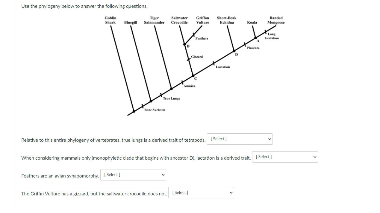 Solved Use The Phylogeny Below To Answer The Following | Chegg.com