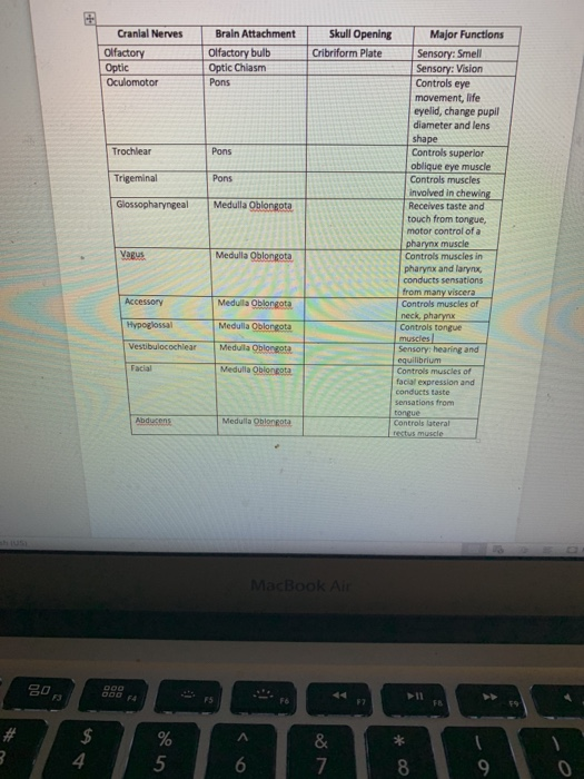 Solved Next, create a table that for each nerve lists the | Chegg.com