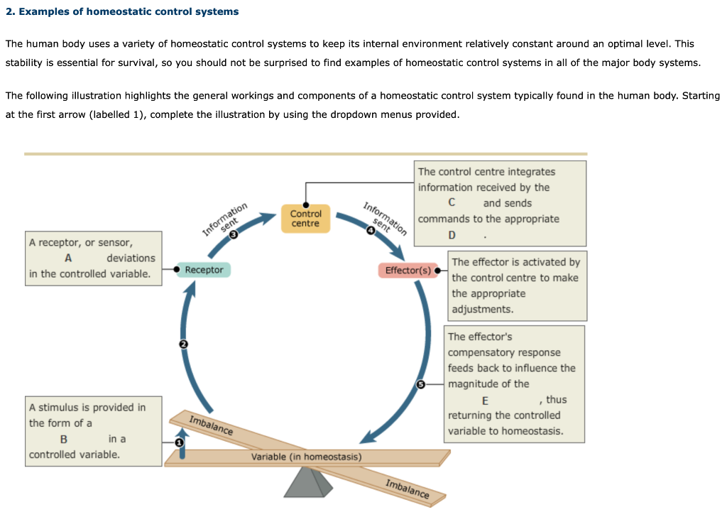 Solved 2. Examples of homeostatic control systems at the