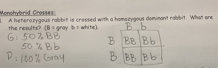 Cross Over Test Rabbits Solved Monohybrid Crosses: A heterozygous rabbit is crossed | Chegg.com