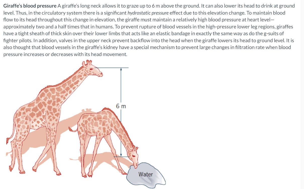 Solved Giraffe's blood pressure A giraffe's long neck allows | Chegg.com