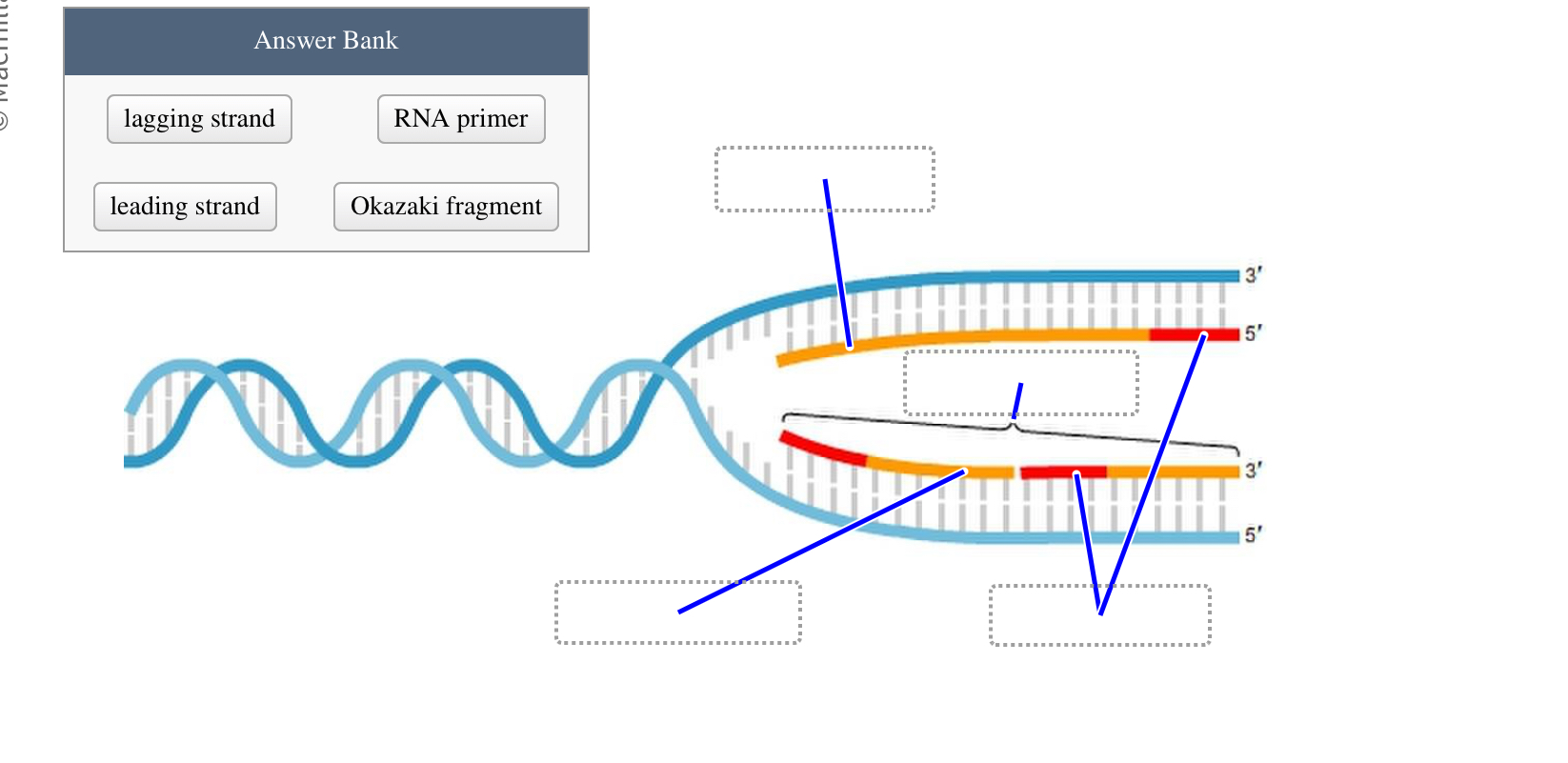 Solved Answer Banklagging strandRNA primerleading | Chegg.com