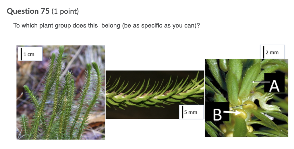 Solved a. To which plant group does this belong (be | Chegg.com