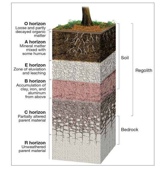 A Well Developed Soil Will Have All Layers O A E B Chegg Com