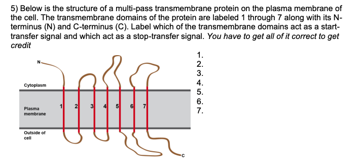 5) Below is the structure of a multi-pass transmembrane protein on the plasma membrane of the cell. The transmembrane domains