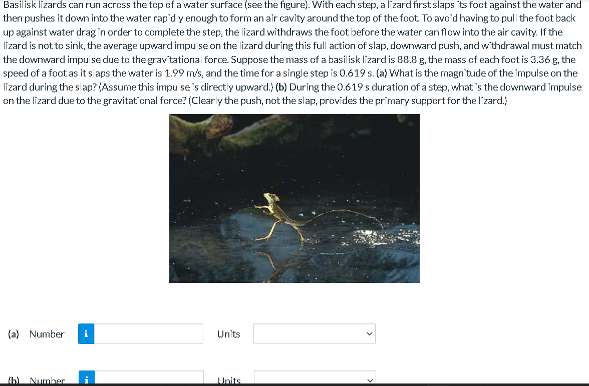 Solved Basilisk lizards can run across the top of a water