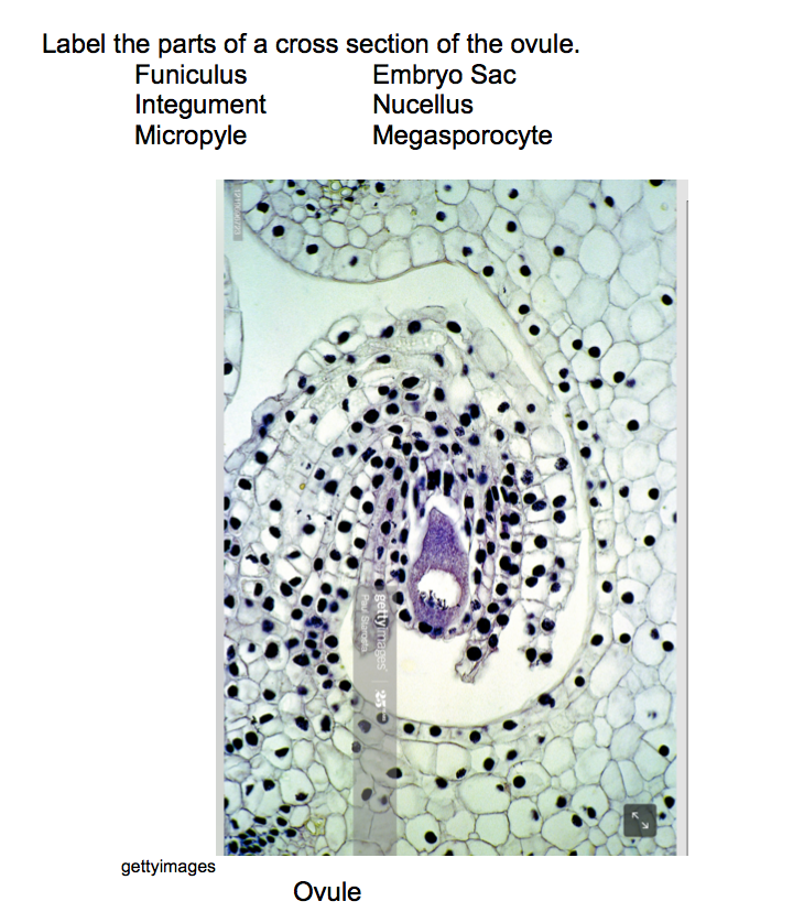 solved-1-some-pollen-grains-will-not-germinate-in-vitro-chegg