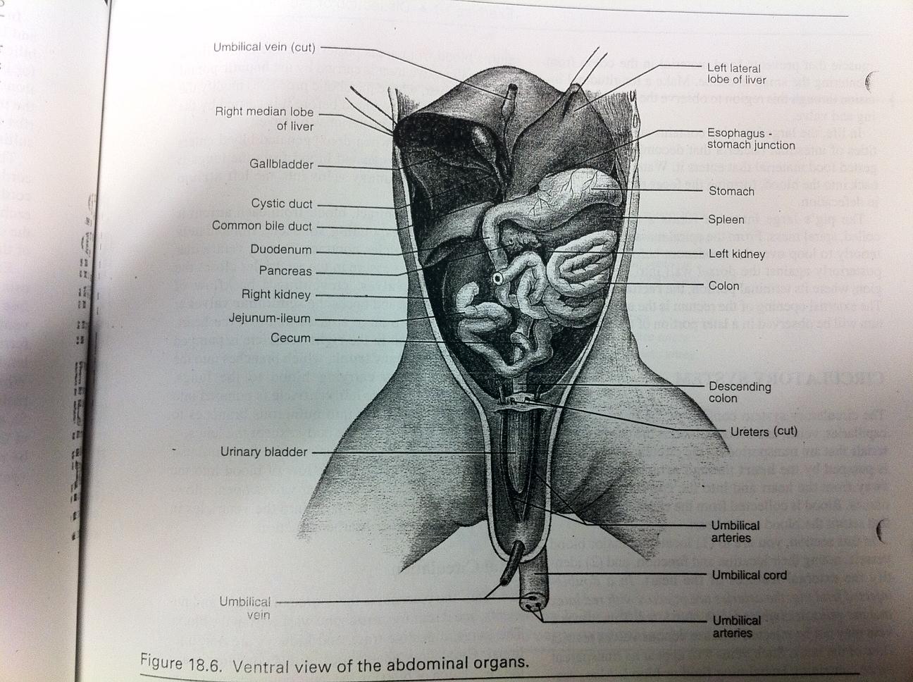 fetal pig gallbladder cystic duct