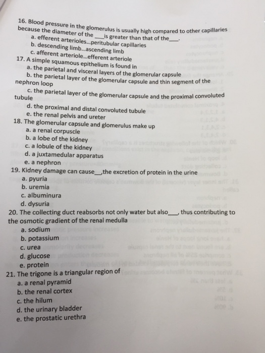 Solved 16. Blood pressure in the glomerulus is usually high | Chegg.com