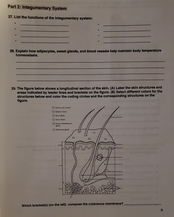 Solved Part 2: Integumentary System 27. List the functions | Chegg.com