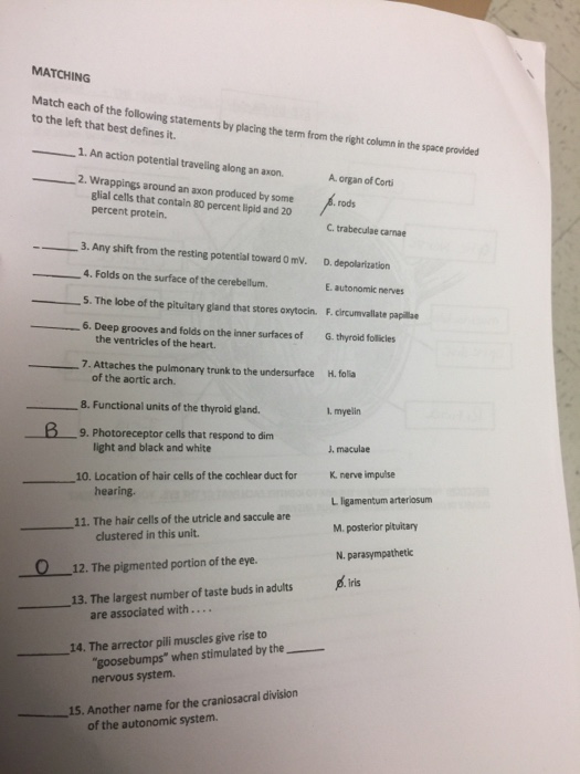 Solved 2. An central nervous system neurons forms myelin | Chegg.com