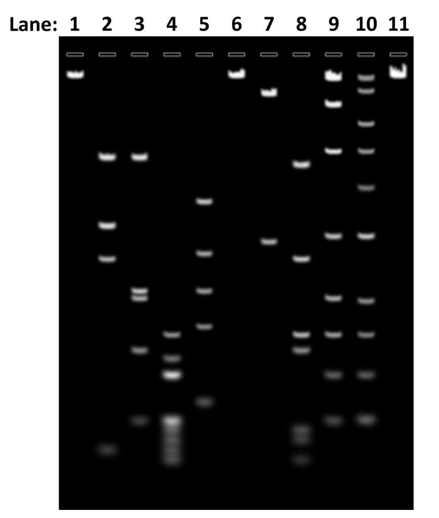 THE SITUATION An Undergraduate Researcher Digested Chegg Com   Phpit40Qv