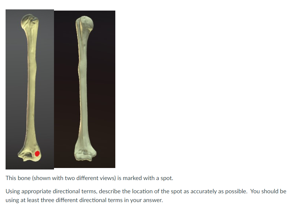 Solved Calculate a cephalic index for the skull at this Link | Chegg.com