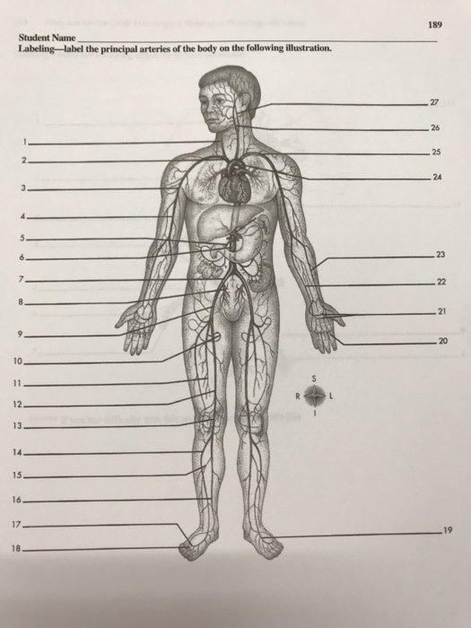 Major Arteries Of The Body Worksheet