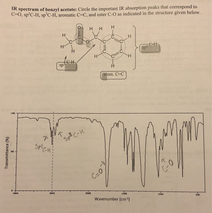 Solved IR spectrum of benzyl acetate: Circle the important | Chegg.com