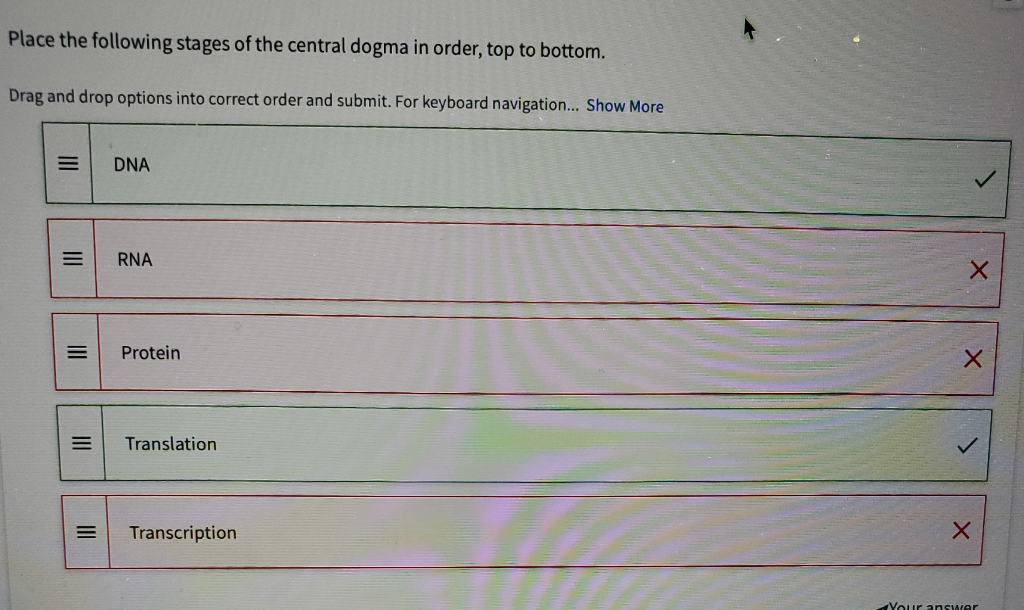 Solved Place The Following Stages Of The Central Dogma In | Chegg.com