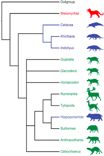 Solved A clade including only Cetacea, Hippopotamids, and | Chegg.com