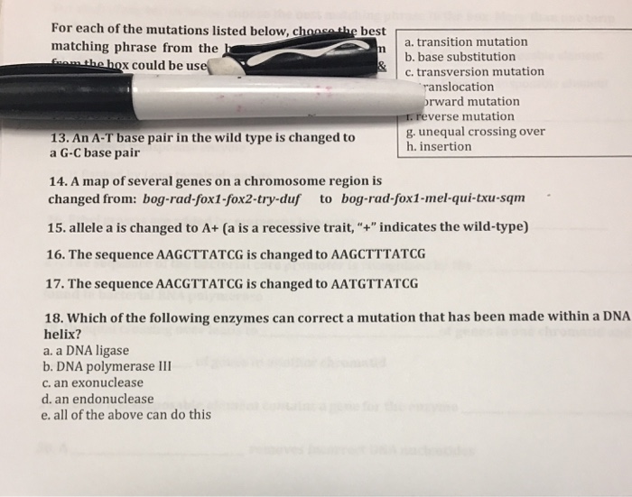 Solved An A-T base pair in the wild type is changed to a G-C | Chegg.com