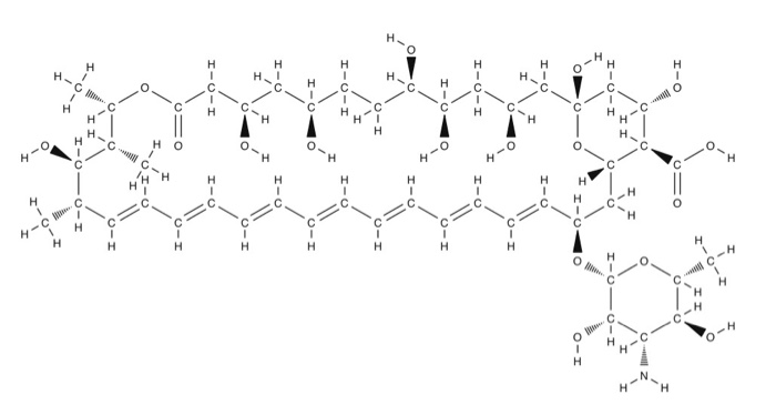 Solved What functional groups are in Compound Amphotericin? | Chegg.com