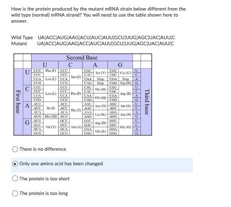 Solved How is the protein produced by the mutant mRNA strain | Chegg.com